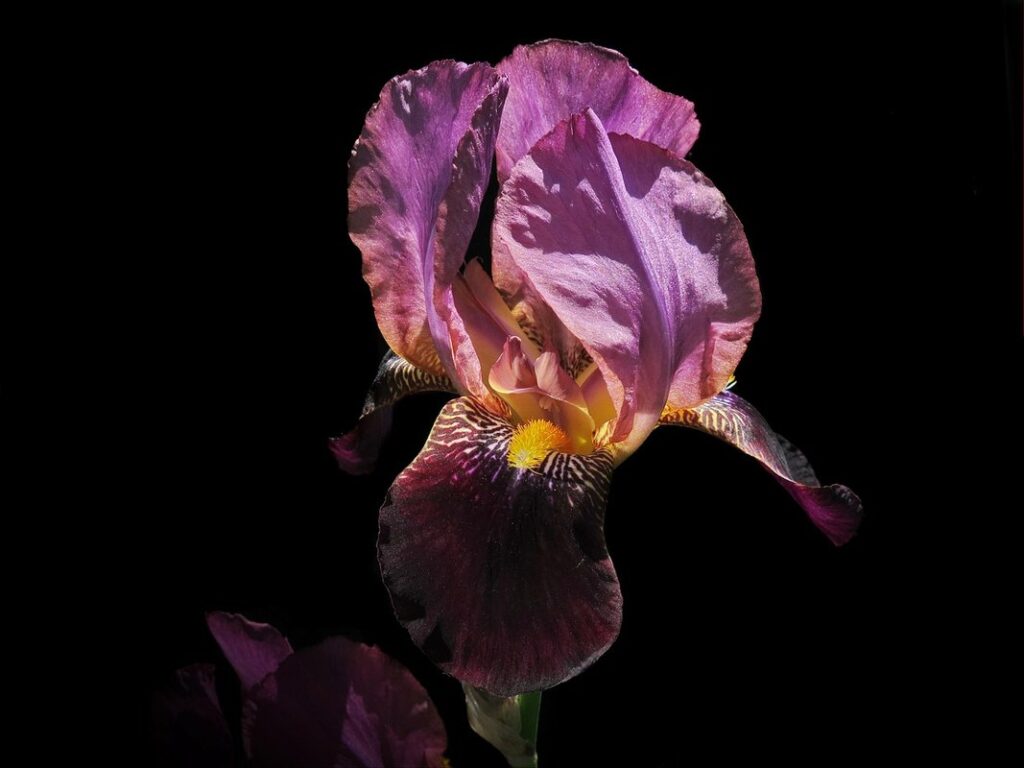 when does the iris bloom