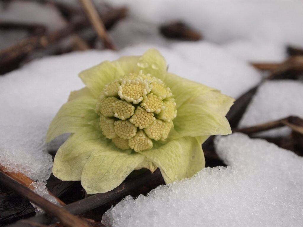 japanese butterbur