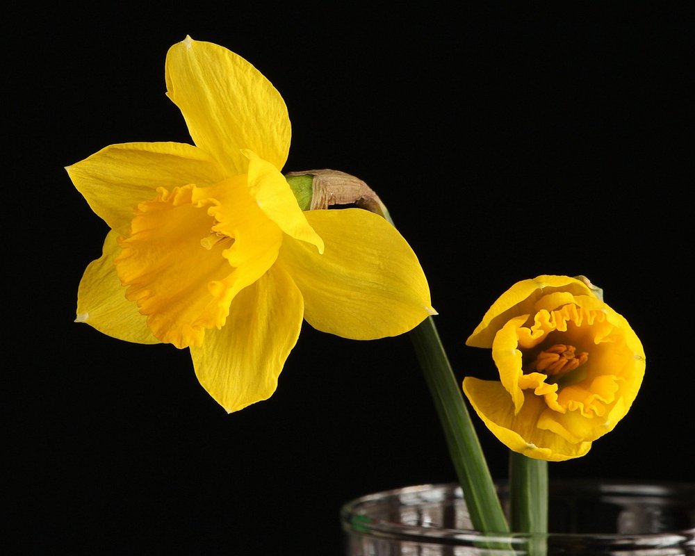 jonquil daffodil