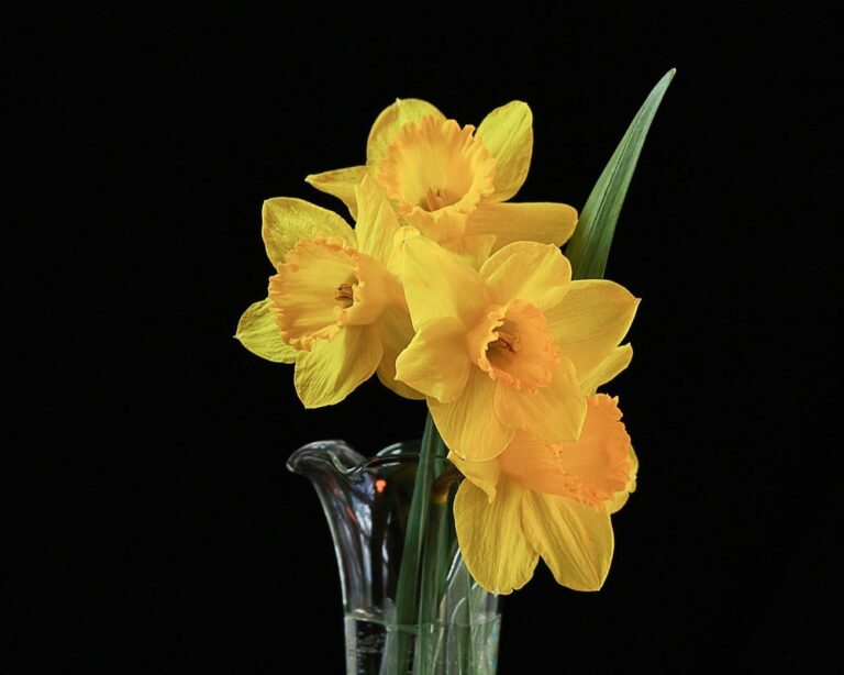 jonquils flowers