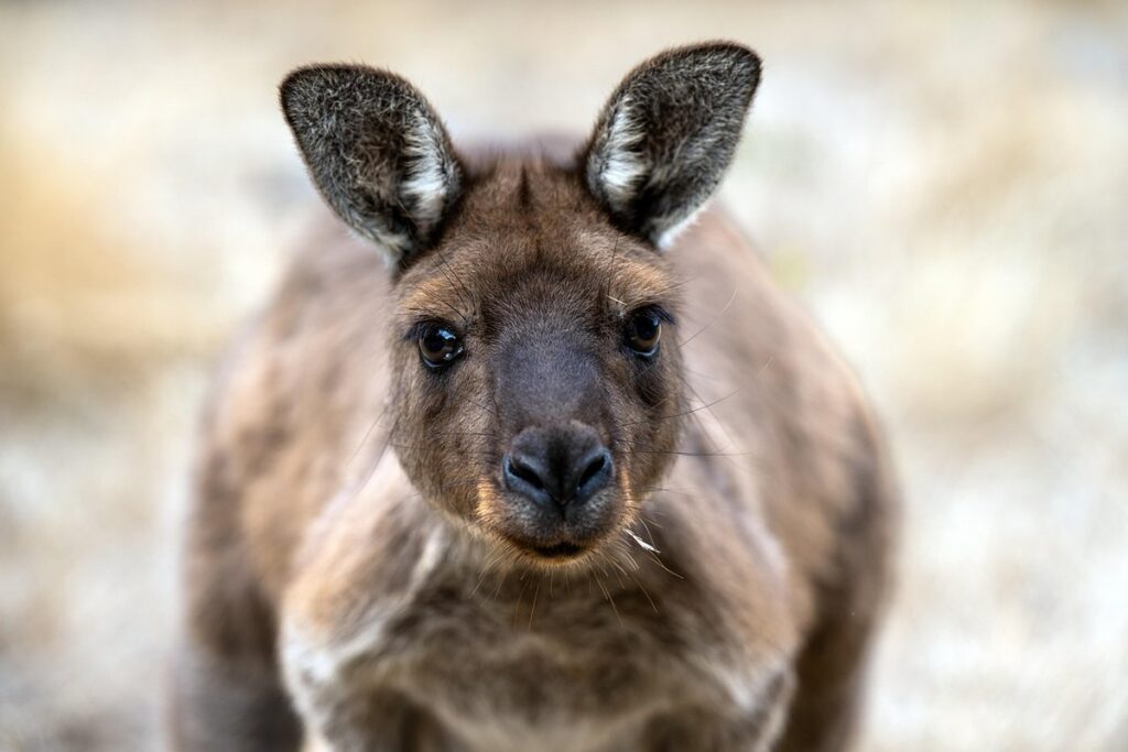 kangaroo foot flower