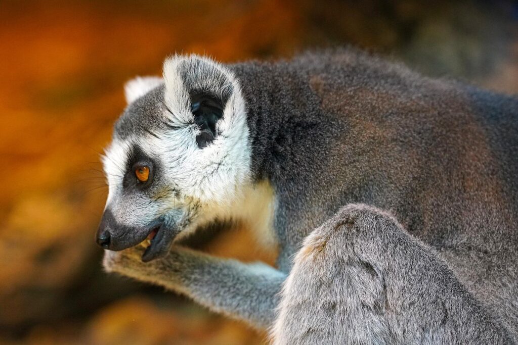 kangoroo paw