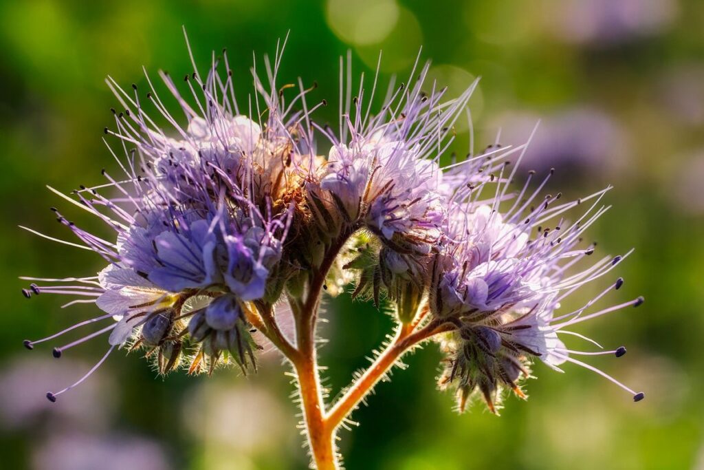 lacy phacelia
