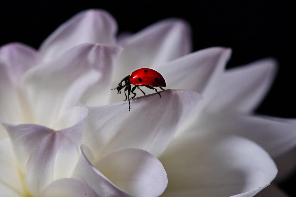 facts about lady beetles