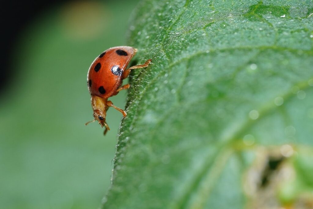 Lady bugs