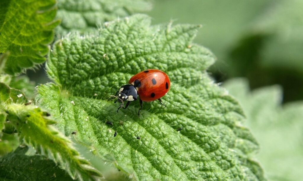 amazing facts about ladybugs