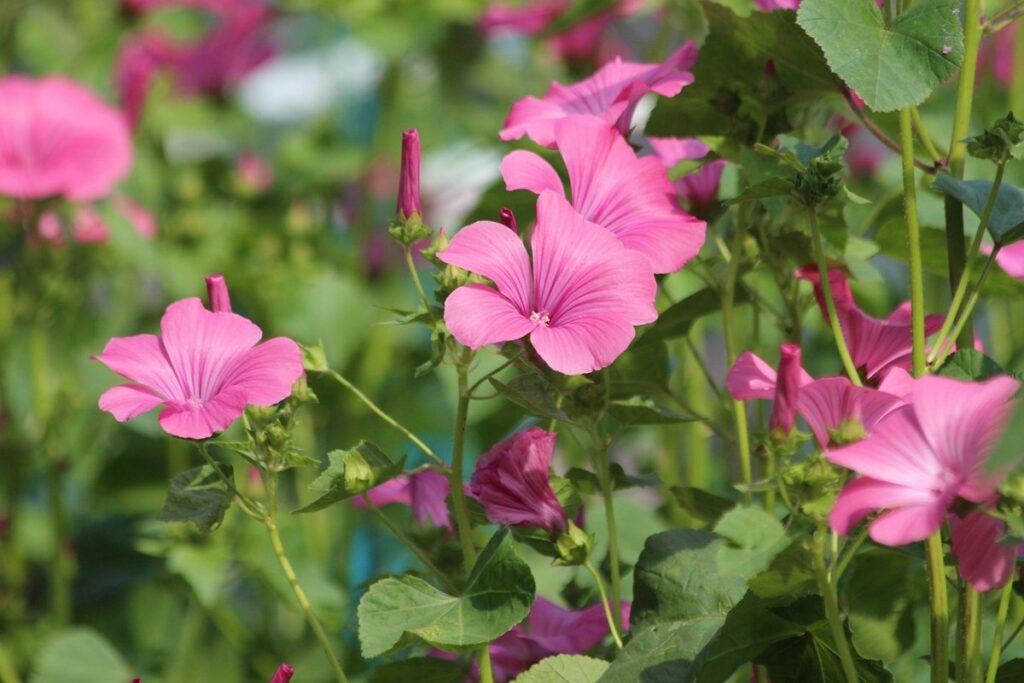 lavatera maritima