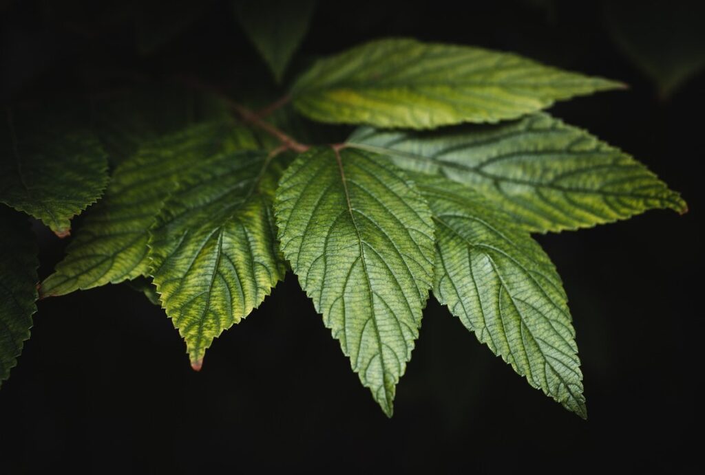 leaves close up