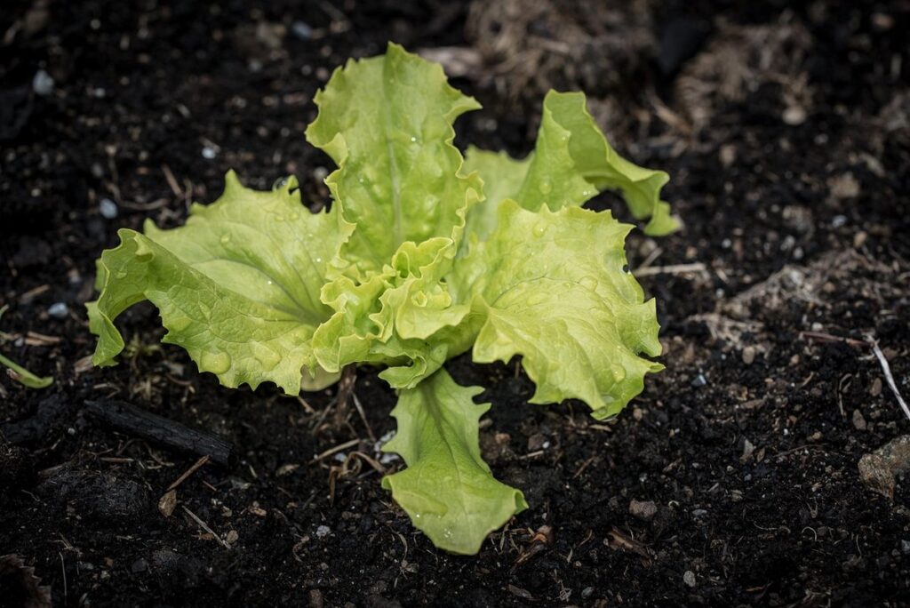 how to grow lettuce from seedlings
