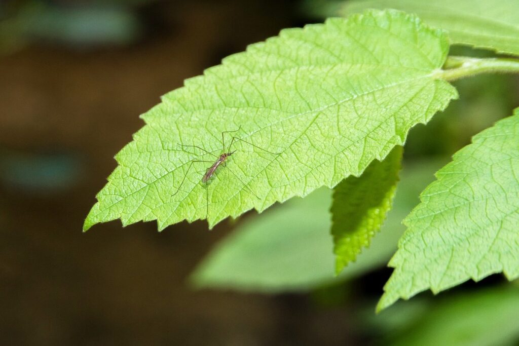 long legged mosquito