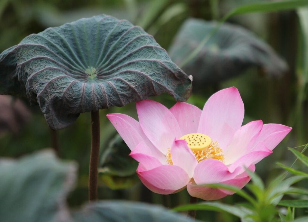 lotus and water