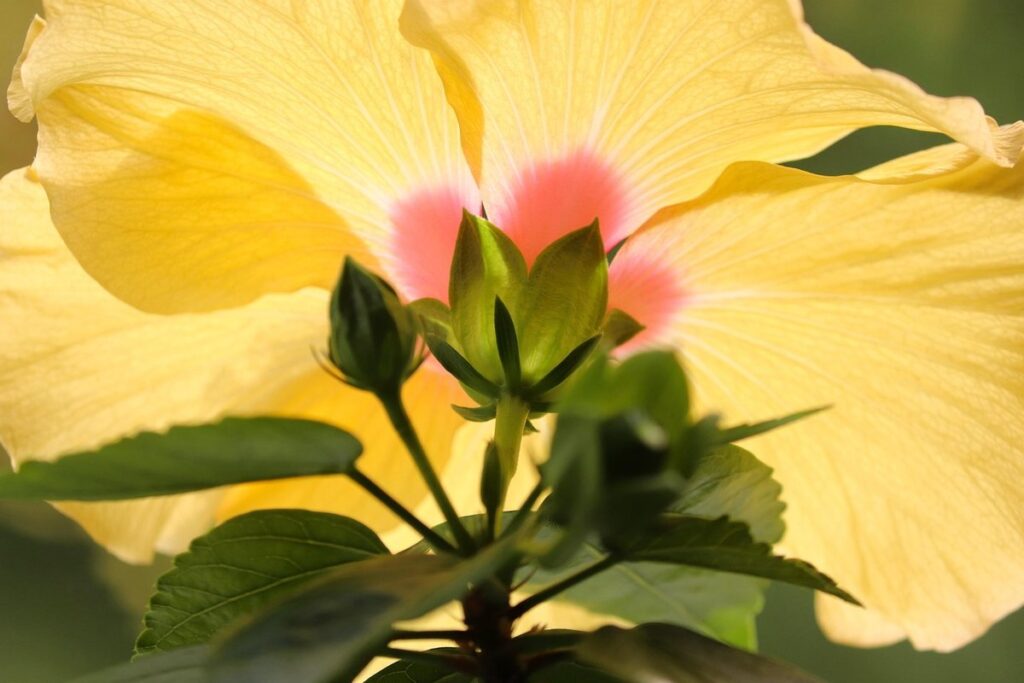 malvaceae plants