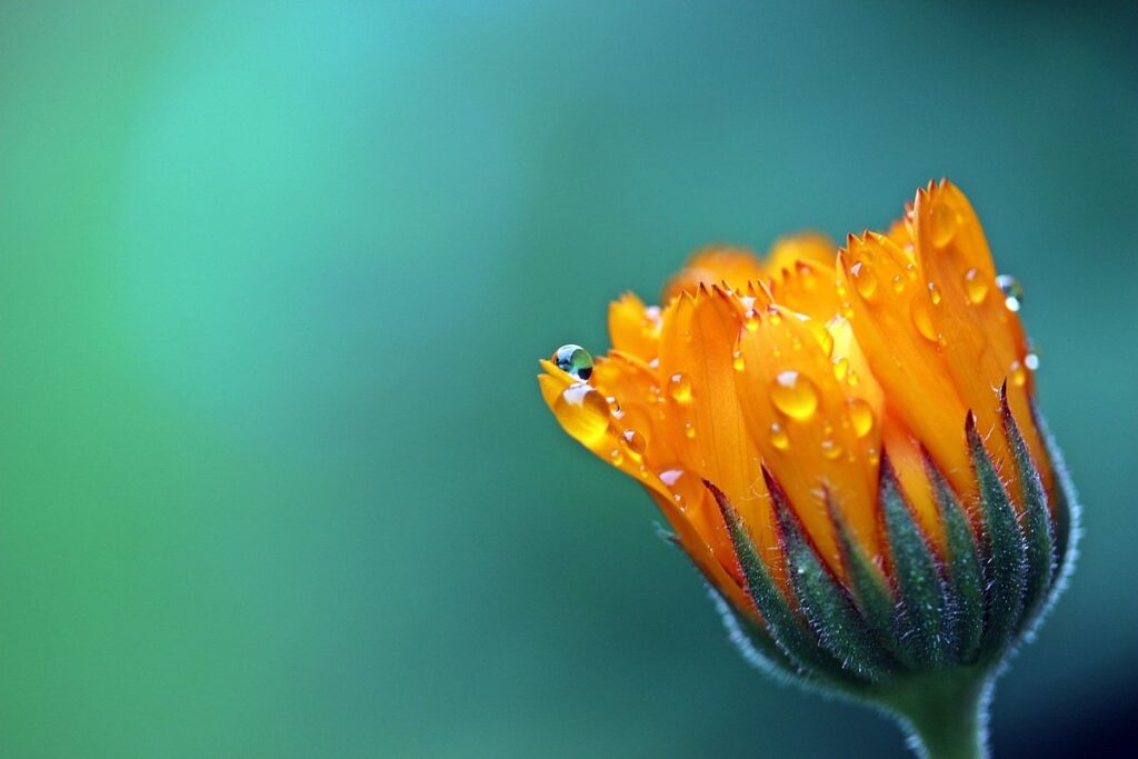 do marigolds come back each year