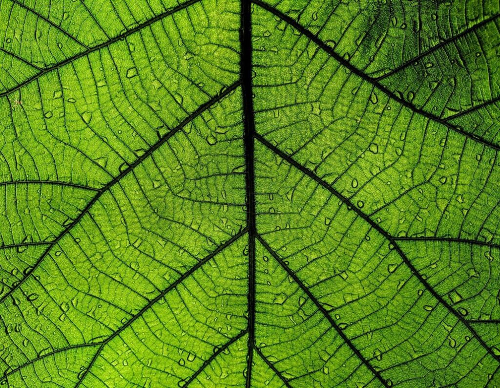 micro greenery