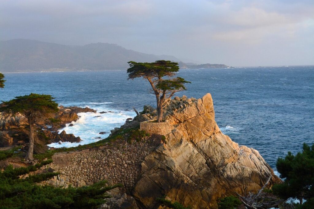 wilma goldcrest monterey cypress