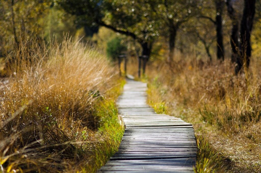 moor grass