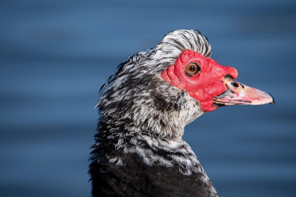 muscovy ducks for slug management in gardens