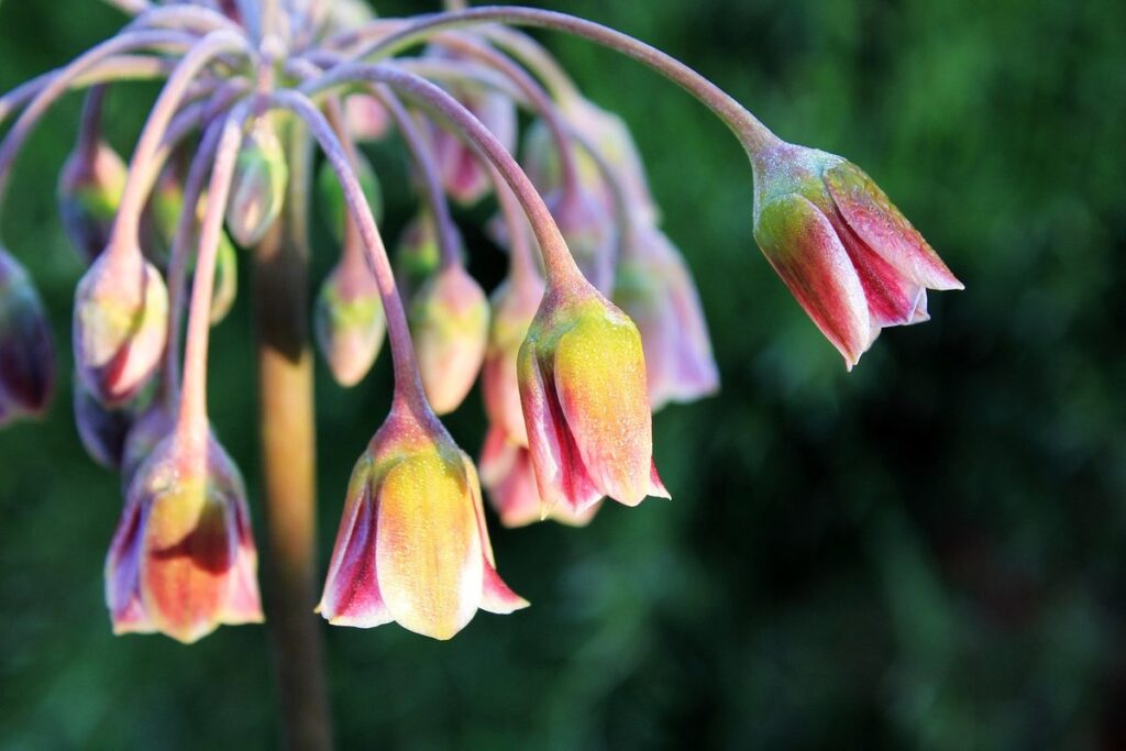 nectaroscordum siculum bulgaricum