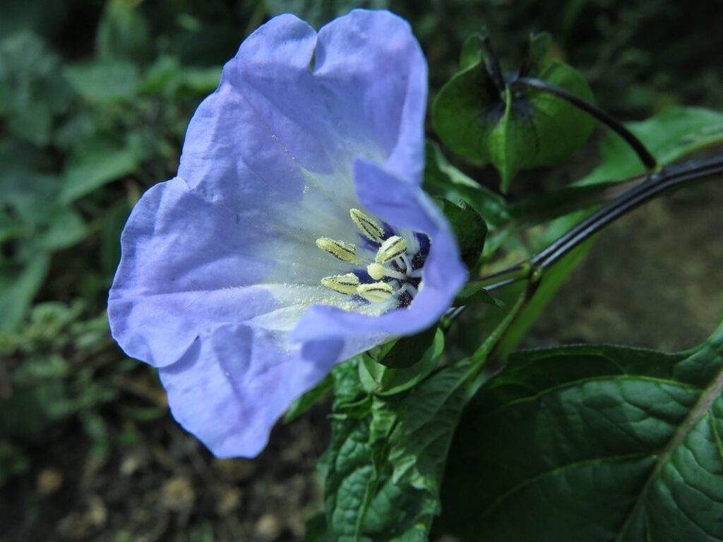 nicandra physalodes