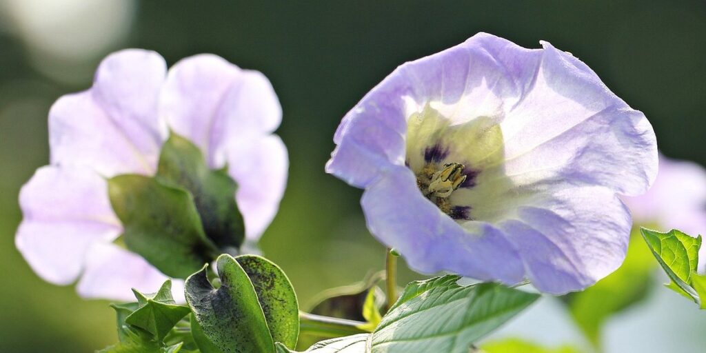 nicandra physalodes plant