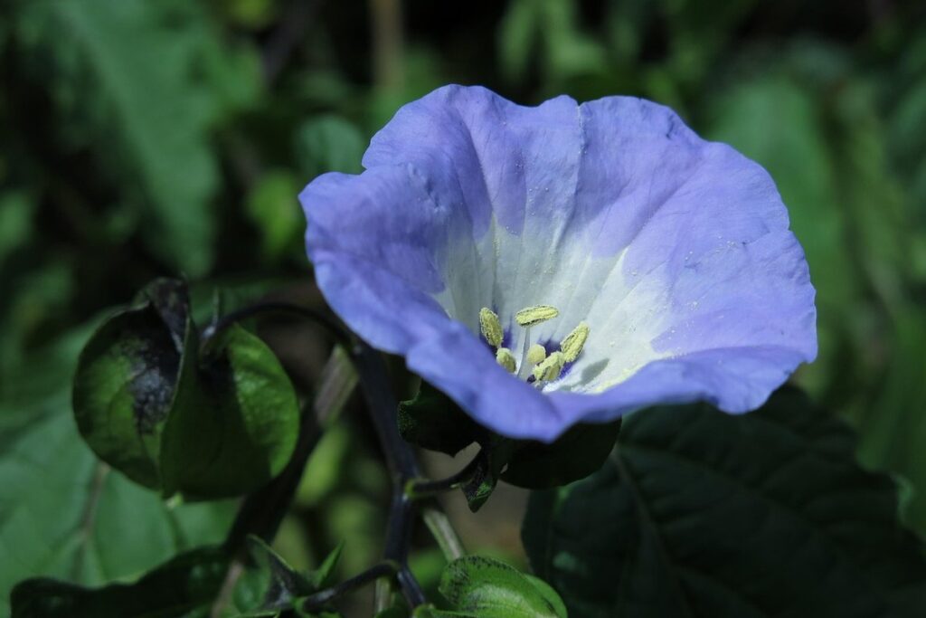 apple of peru nicandra physalodes