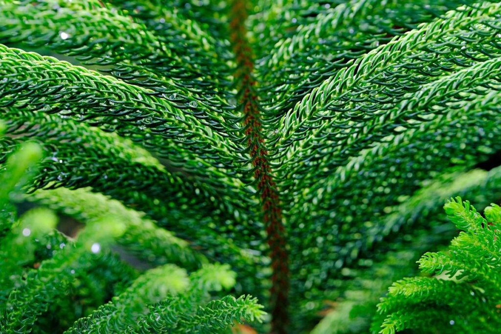 norfolk pine christmas tree