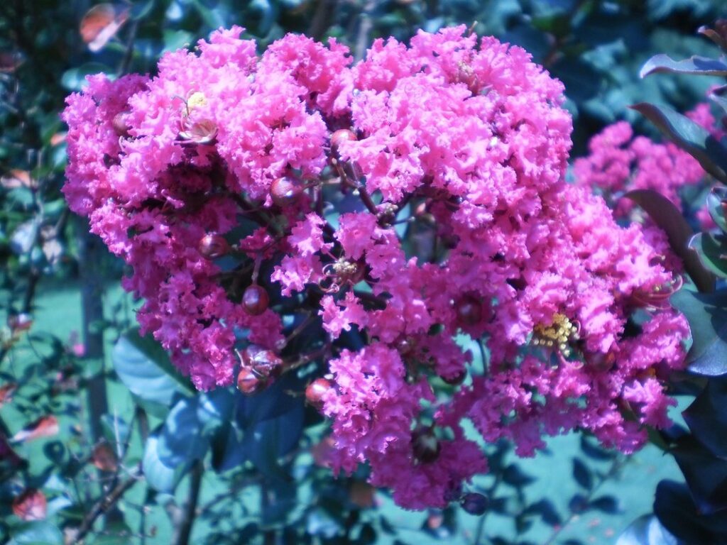 north carolina flowers