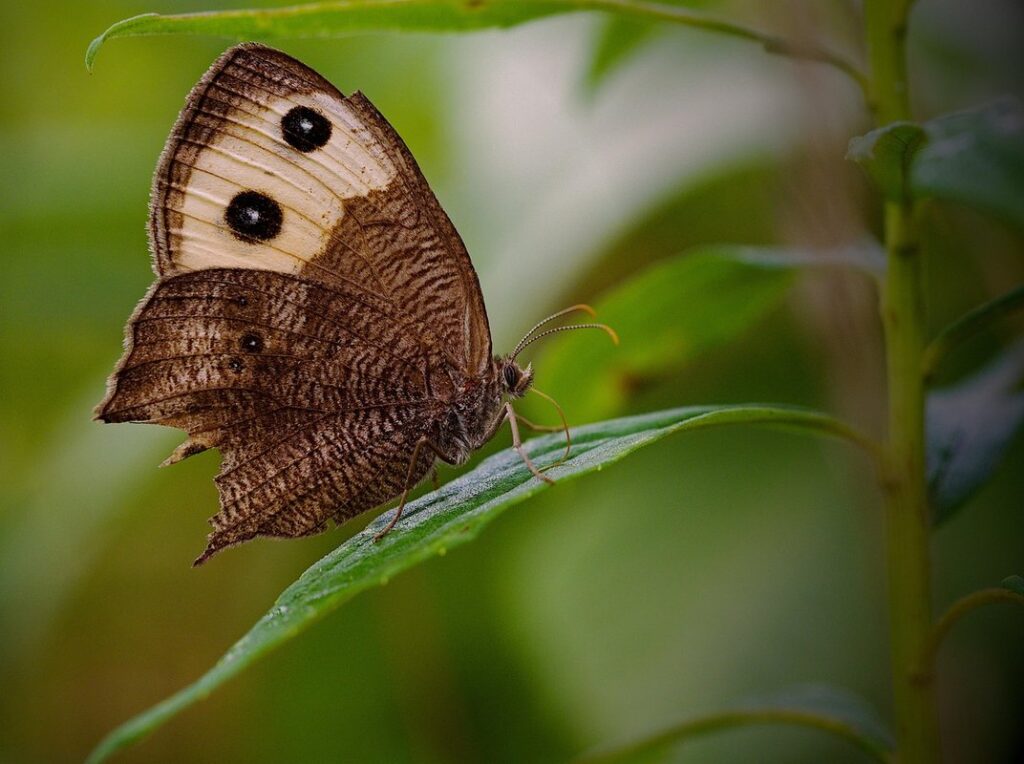 nymph insect