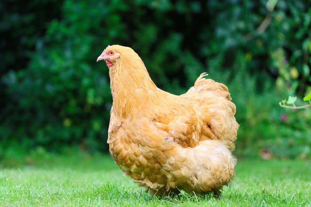 orpington chickens in cold climate gardening