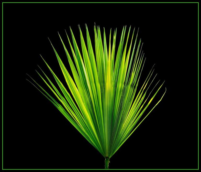 palm fronds as mulch