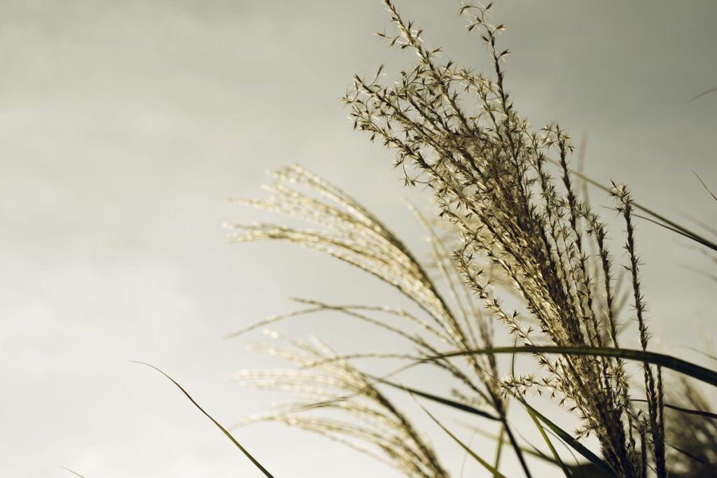 pampas grass pink