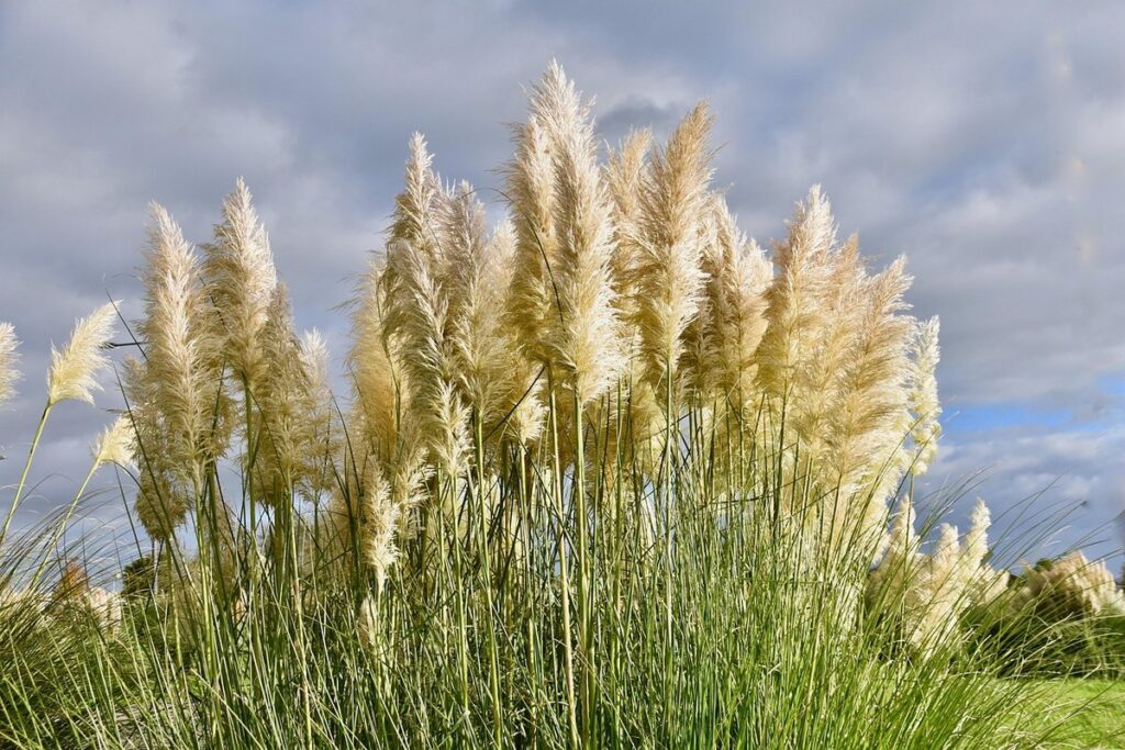 when do pampas grass flower