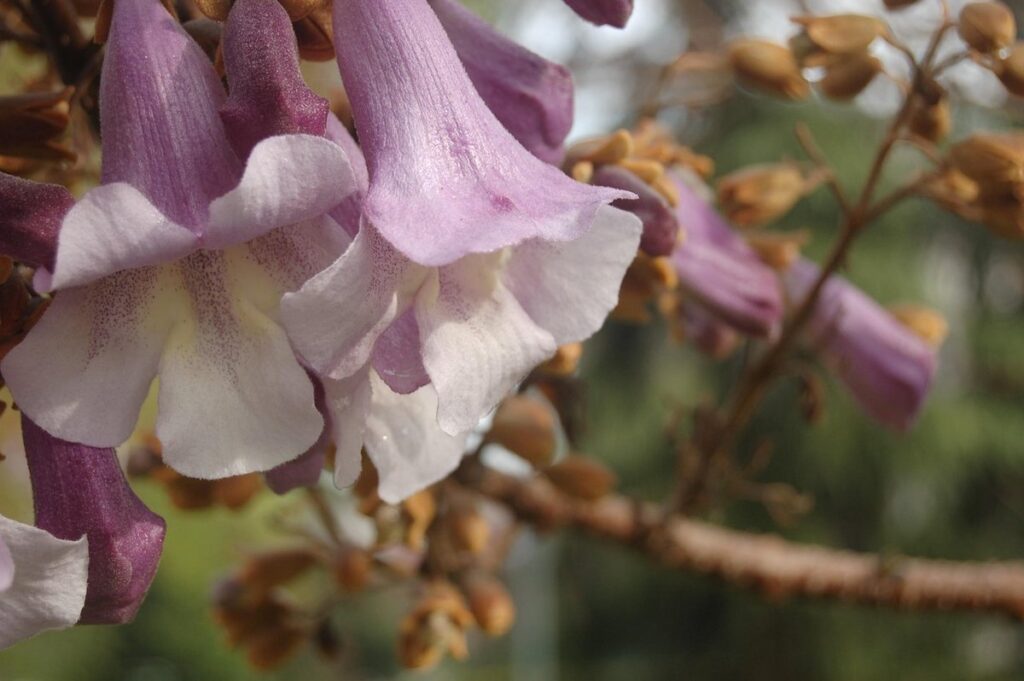 paulownia tomentosa tree
