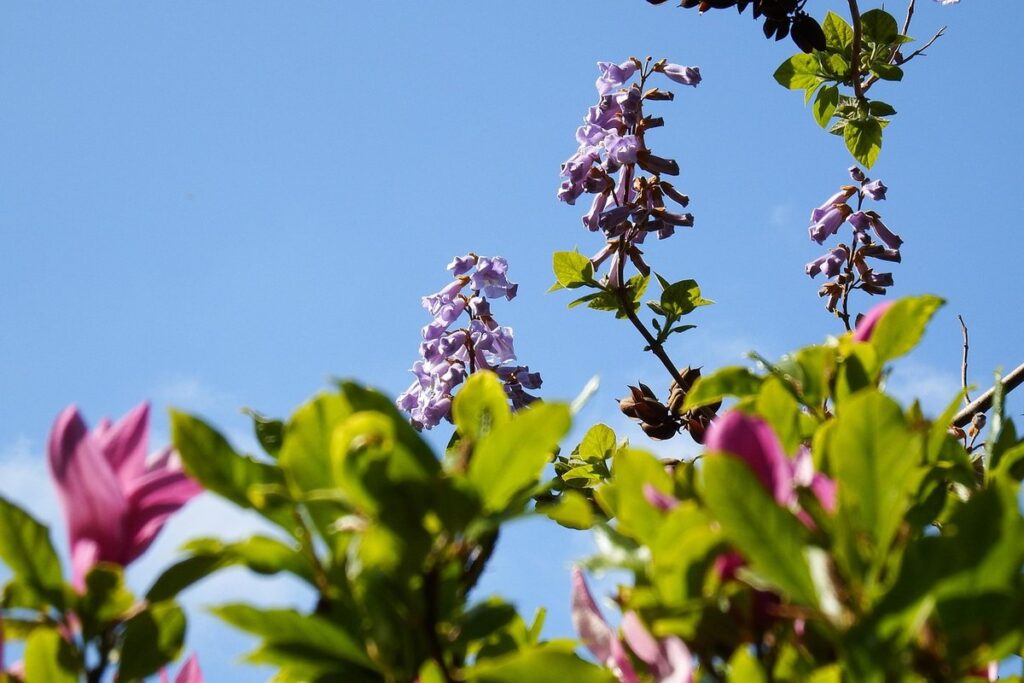 paulownia tree