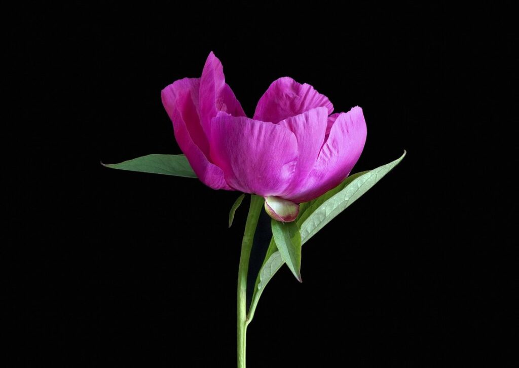 peony not flowering uk