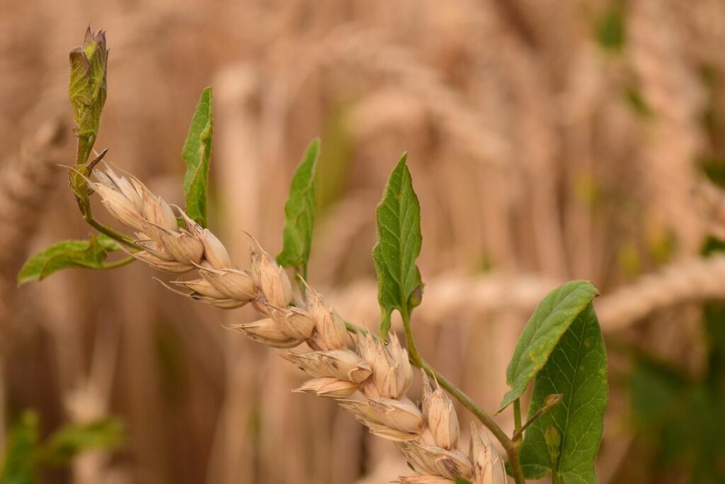 will petrol kill weeds