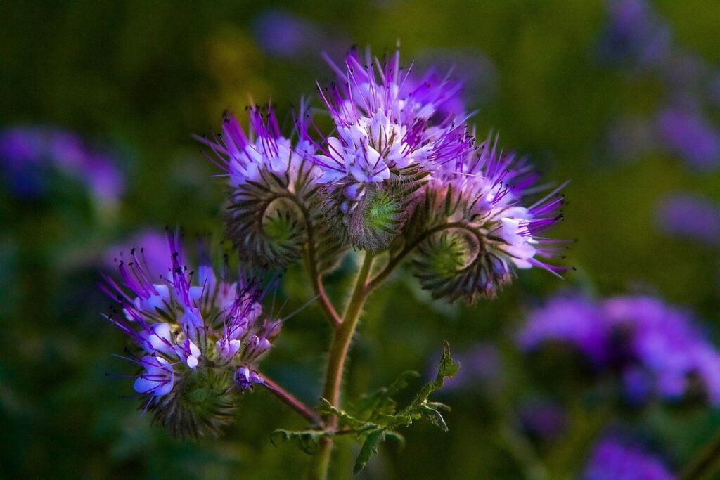 growing phacelia