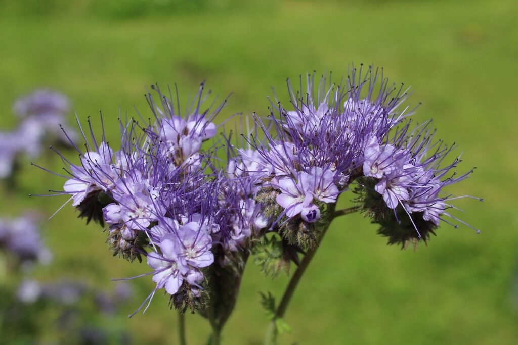 phacelia tanacetifolia