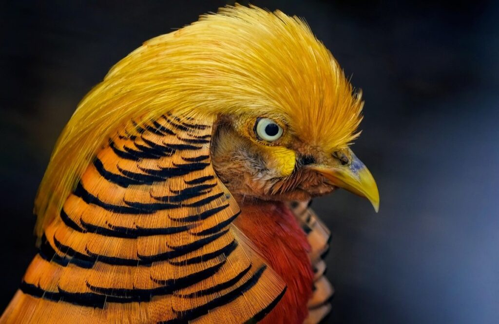 gardening with pheasants for ornamental purposes