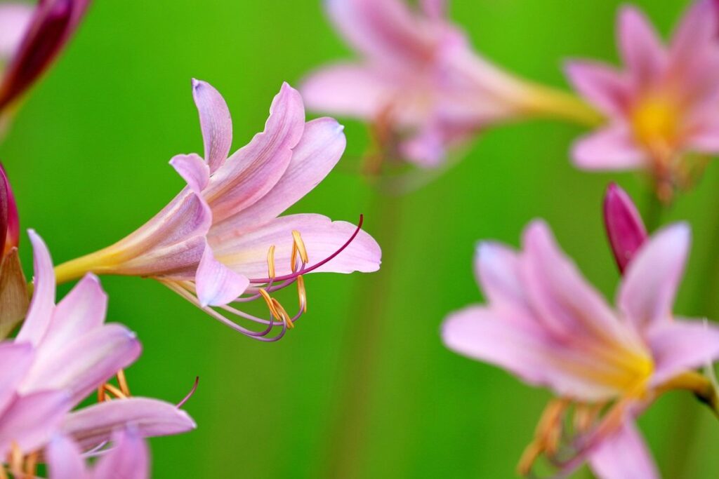 pink hosta