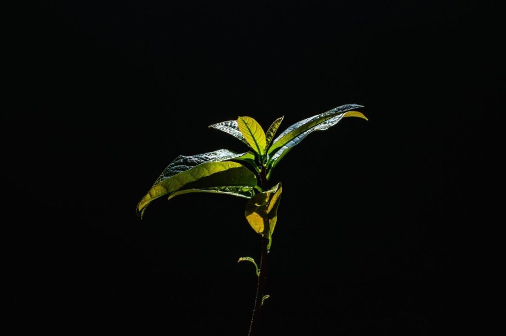 plant avocado seedling