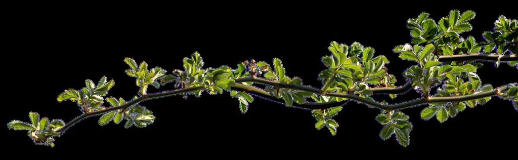 grow plants from clippings