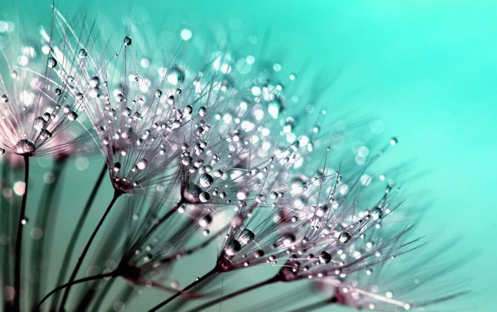interesting things about plants