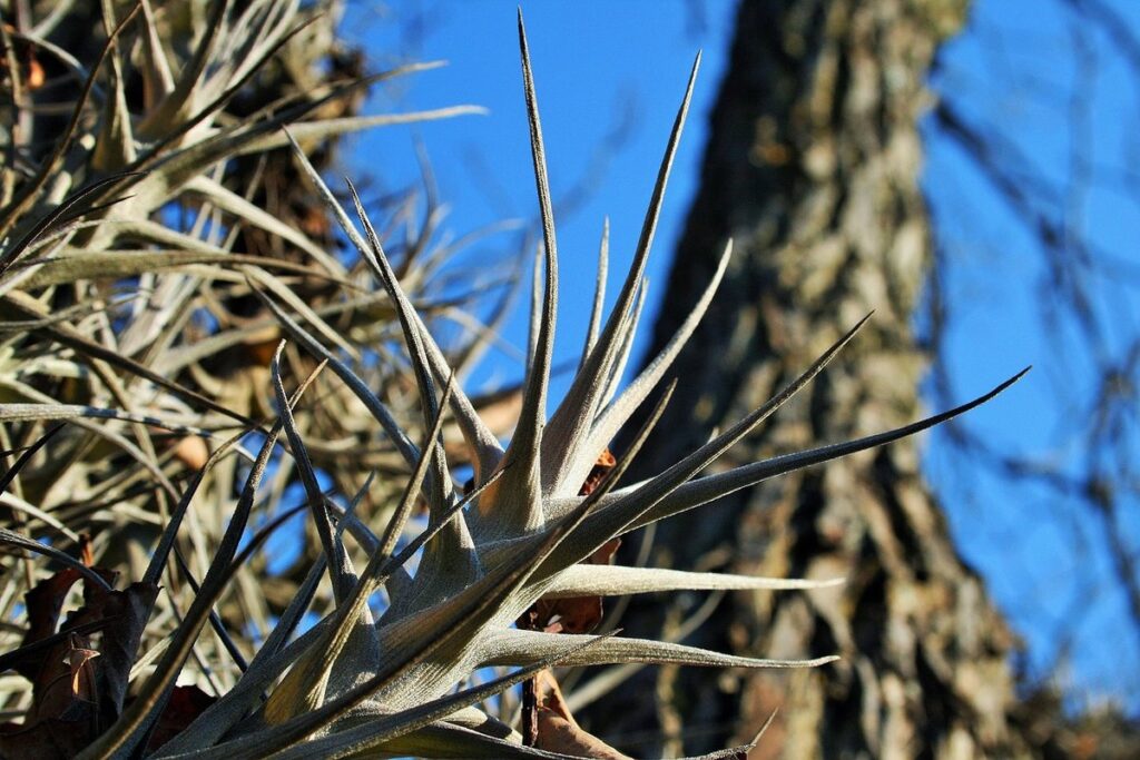 plant epiphytes