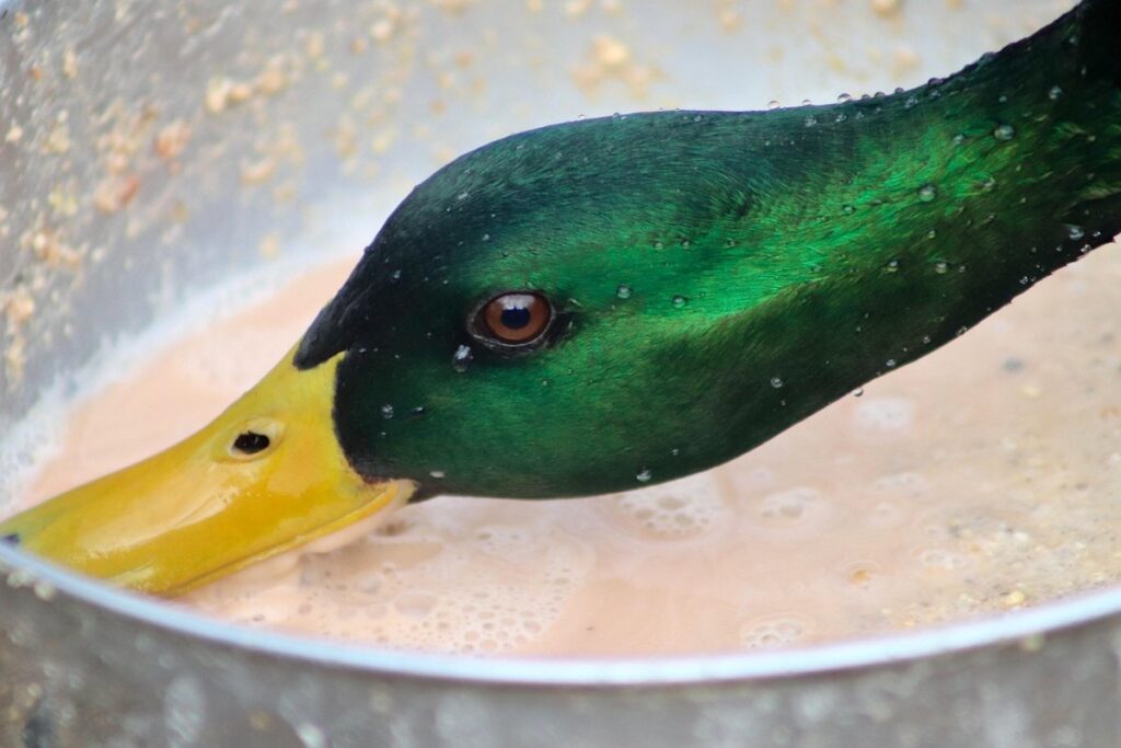 plants to grow for duck feed