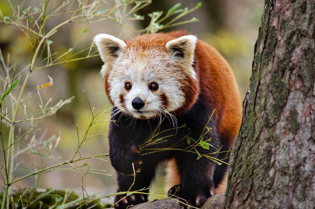 plant panda