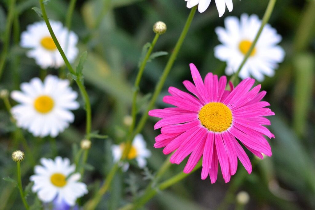 plant pyrethrum
