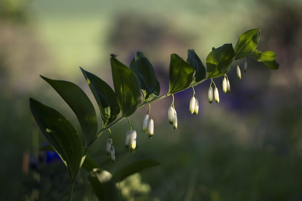 plant solomon's seal