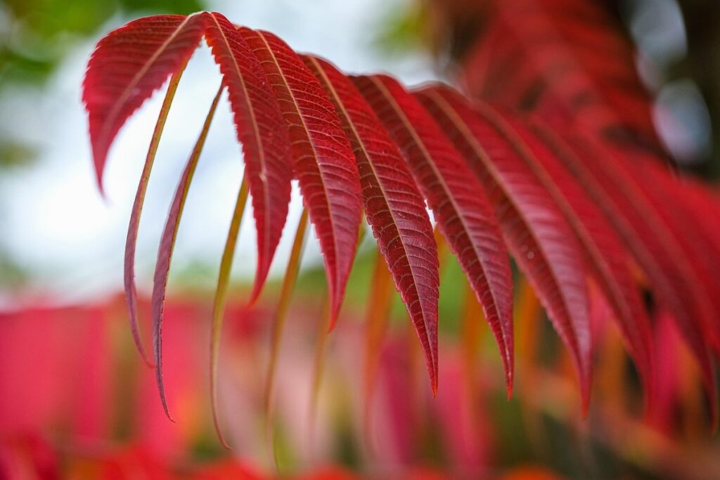 plant sumac