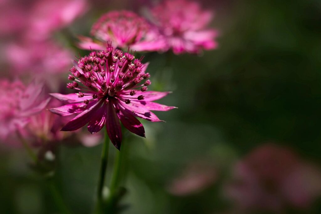 planting astrantia